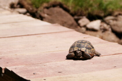ここでも野生のカメを発見